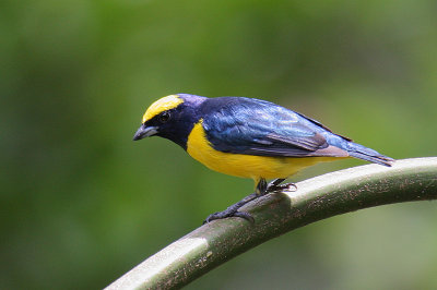 Yellow-crowned Euphonia (Euphonia luteicapilla) male