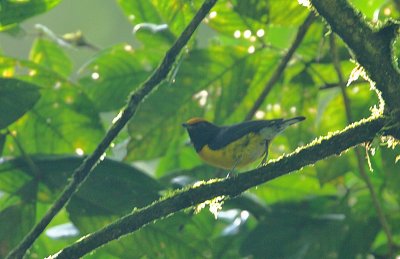 Tawny-capped Euphonia (Euphonia anneae)