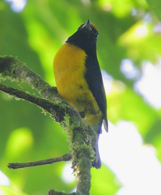 Tawny-capped Euphonia (Euphonia anneae) male