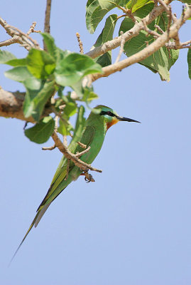 Blue-cheeked Bee-eater (Merops persicus)