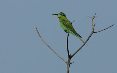 Blue-cheeked Bee-eater (Merops persicus)