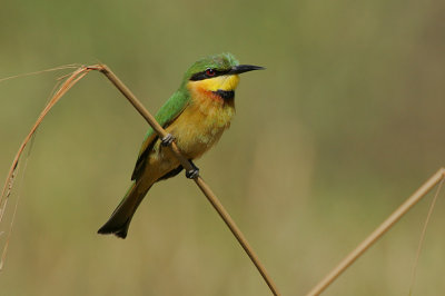 Little Bee-eater (Merops pusillus)