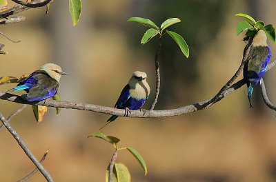Blue-bellied Rollers (Coracias cyanogaster)
