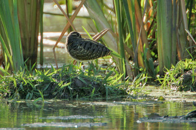 Greater Painted-Snipe (Rostratula benghalensis)