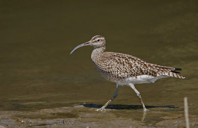 Whimbrel (Numenius phaeopus)