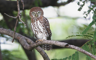 Pearl-spotted Owlet (Glaucidium perlatum)