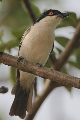 Northern Puffback(Dryoscopus gambensis) male