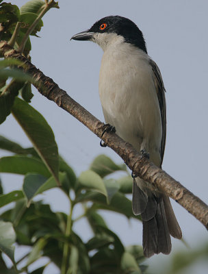 Northern Puffback (Dryoscopus gambensis) male