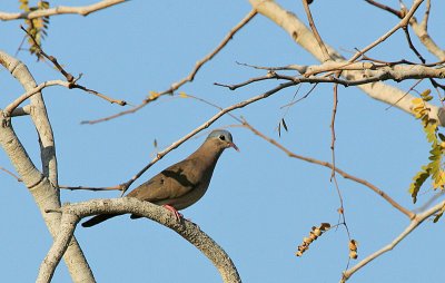 Blue-spotted (Red-billed) Wood Dove (Turtur afer)