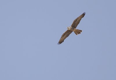 Lanner Falcon (Falco biarrmicus)