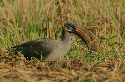 Hadada Ibis (Bostrychia hagedash)