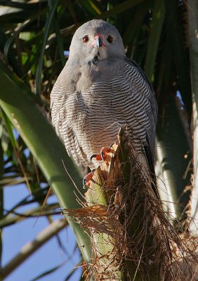 Lizard Buzzard (Kaupifalco monogrammicus)