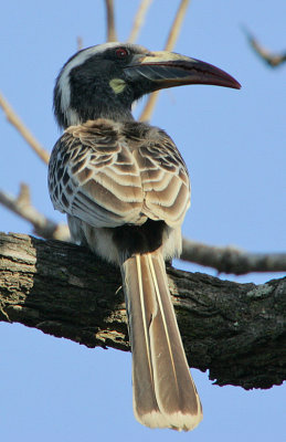 African Grey Hornbill (Tockus nasutus)