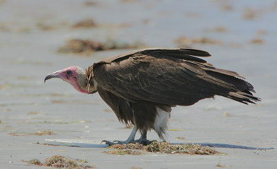 Hooded Vulture (Necrosyrtes monachus)