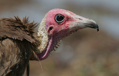 Hooded Vulture (Necrosyrtes monachus) headshot