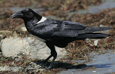 Pied Crow (Corvus albus)