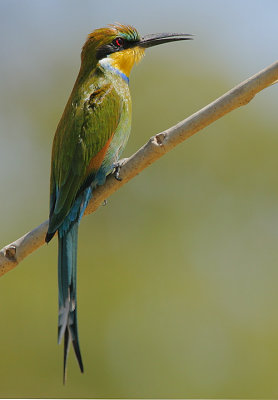 Swallow-tailed Bee-eater (Merops hirundineus)