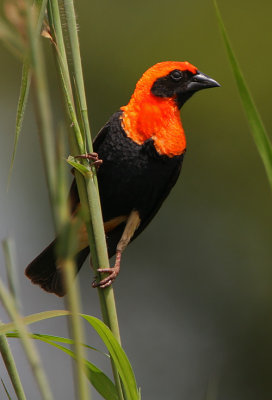 Black-winged Red Bishop (Euplectes hordeaceus)