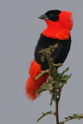 Northern Red Bishop (Euplectes franciscanus)