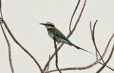 White-throated Bee-eater (Merops albicollis)