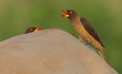 Yellow-billed Oxpeckers (Buphagus africanus) @ sunset