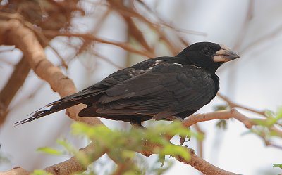 White-billed Buffalo-Weaver (Bubalornis albirostris)