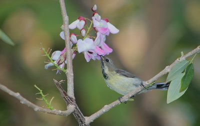 Beautiful Sunbird (Cinnyris pulchella) immature male