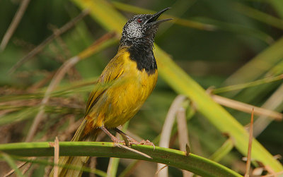 Oriole Warbler or Moho (Hypergerus atriceps)