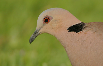 Red-eyed Dove (Streptopelia semitorquata) Headshot