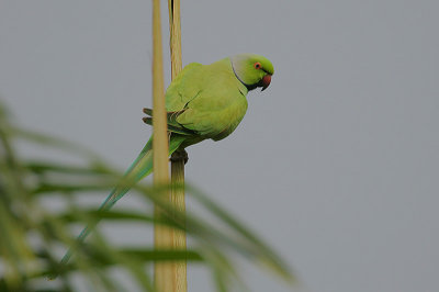 Rose-ringed Parakeet (Psittacula krameri)