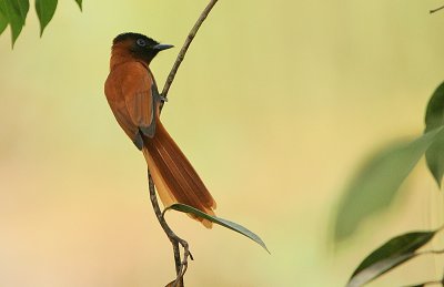Red-bellied Paradise Flycatcher (Terpsiphone rufiventer) female