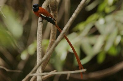 Red-bellied Paradise Flycatcher (Terpsiphone rufiventer) male