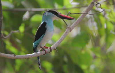 Blue-breasted Kingfisher (Halcyon malimbica)