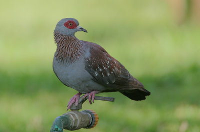 Speckled Pigeon (Columba guinea)