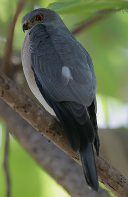 Shikra (Accipiter badius)