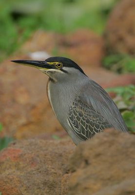 Striated Heron (Butorides striatus)