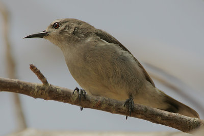 Mouse-brown Sunbird (Anthreptes gabonicus)