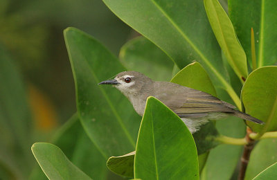 Mouse-brown Sunbird (Anthreptes gabonicus)