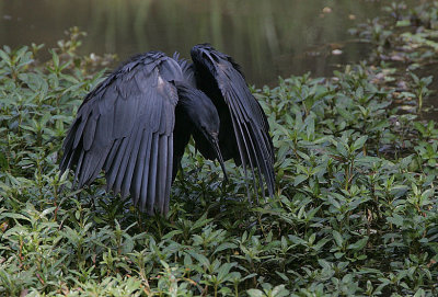 Black Egret  (Egretta ardesiaca) fishing