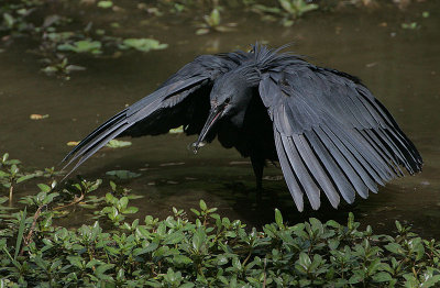 Black Egret  (Egretta ardesiaca) fishing