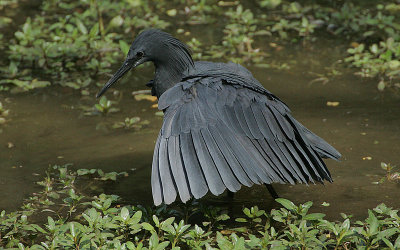Black Egret  (Egretta ardesiaca)