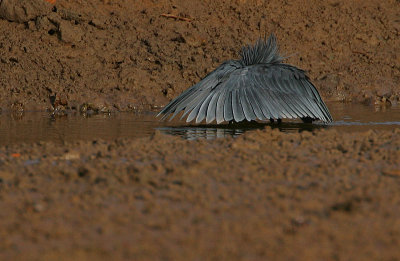 Black Egret  (Egretta ardesiaca) fishing