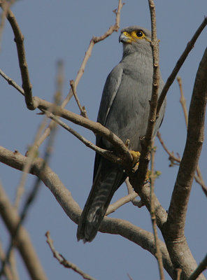 Grey Kestrel (Falco ardosiaceus)