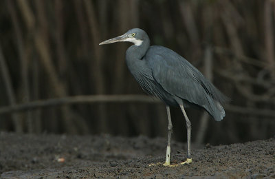 Western Reef Heron (Egretta gularis)