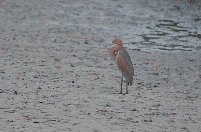 Goliath Heron (Ardea goliath)