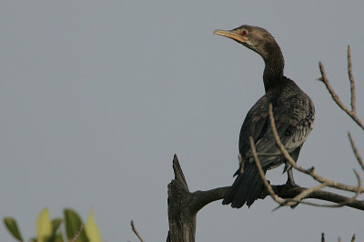 Long-tailed Cormorant (Phalacrocorax africanus)