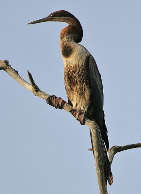 African Darter (Anhinga rufa)