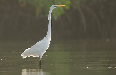 Great White Egret (Ardea alba)