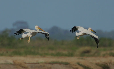 Great White Pelicans (Pelecanus onocrotalus) landing