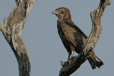 Brown Snake Eagle (Circaetus cinereus)